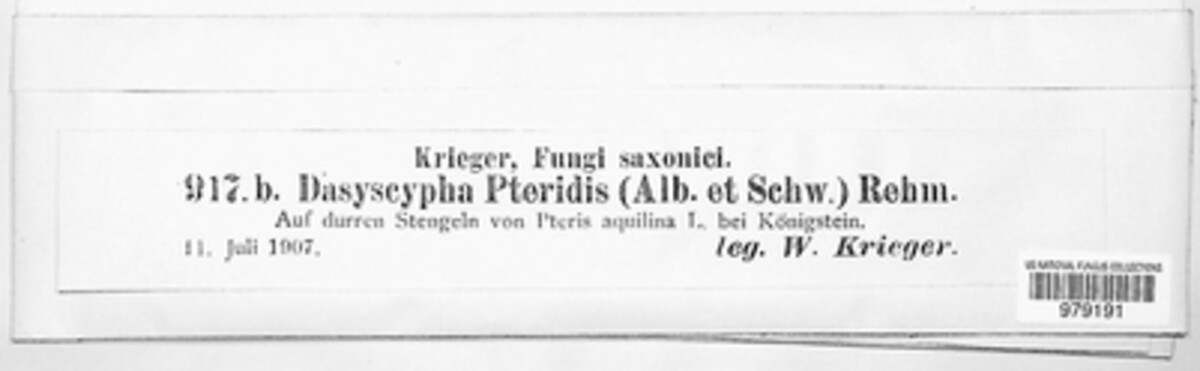 Fuscolachnum pteridis image